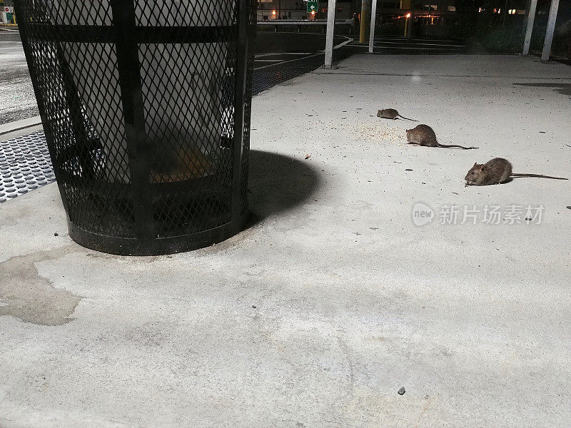 NYC Rat Rodents Eating Off Ground Near Trash Can